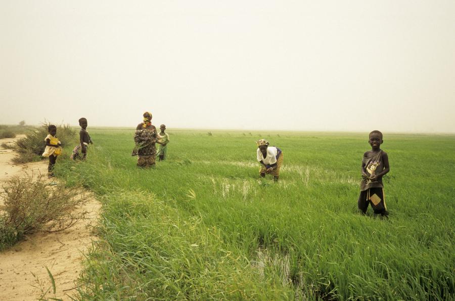 <p>Irrigated Rice Field, Ouro-Madiou, northern Senegal, early Sept 1997, i.e. the rainy season crop. The Diama barrage (completed 1986) theoretically enabled a second dry season crop but this hadn't been done since 1994 (credit was one issue). I think a patch is being replanted here after the broadcast seeds failed. Out-planting from a small nursery is an alternative, apparently higher yielding method but was only done on c. 15% of local fields because of its high labour demands.</p>

